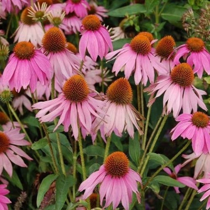 Picture of Herb Echinacea Angustifolia (Purple Coneflower)